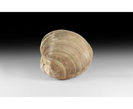 Pleistocene Period, 2.6 million years-11,700 years BP. A fossil bivalve from the Tamiami Formation, Venice, Florida, USA. 989