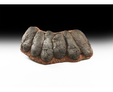 A museum-quality replica of an Oviraptor egg nest with six eggs, Late Cretaceous, 78 million years ago, from Flaming Cliffs, 