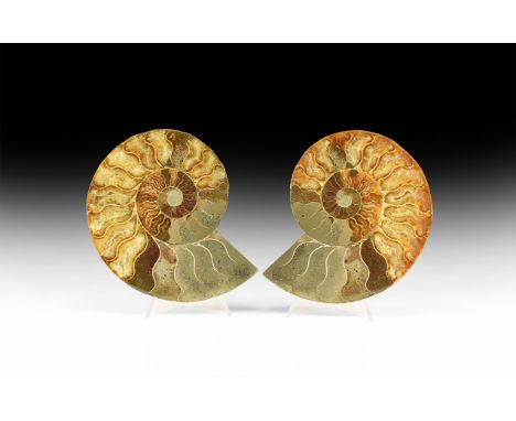 Cretaceous Period, Albian Stage, 113-100 million years BP. A large cut and polished Cleoniceras sp. ammonite from Madagascar 