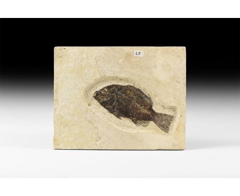 Eocene Period, 58-36 million years BP. A fossil Priscacaraliops sp. fish in matrix from the Green River Formation, Lincoln Co