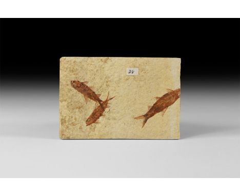 Eocene Period, 58-36 million years BP. Three Knightia alta fossil fish from Wyoming (Green River Formation), USA in matrix. 1