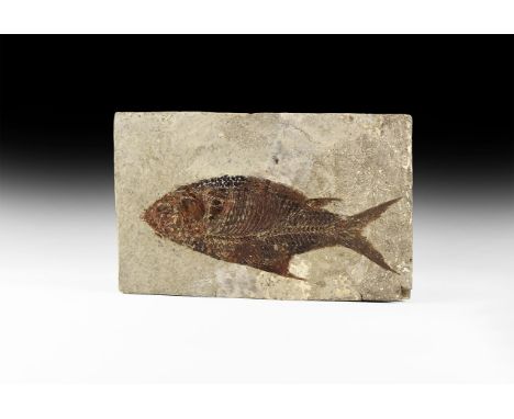 Pliocene Period, 5.2 - 2.5 million years BP. A Jianghanghichthys hubiensis fossil fish in matrix from Yichang, Hubei Provence