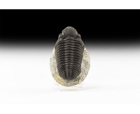 Upper Devonian Period, 385-359 million years BP. A large Phacops rana trilobite on a matrix from Alnif, Morocco. 765 grams, 1