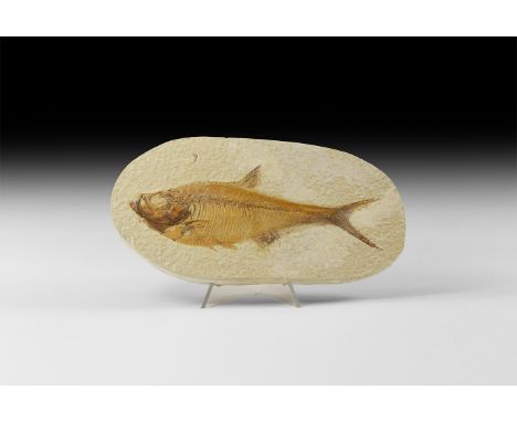 Eocene Period, 58-36 million years BP. A fossil Diplomystus sp. fish in matrix from the Green River Formation, Lincoln County