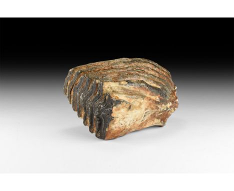 Pleistocene Period, 2.6 million years-11,700 years BP. A Mammuthus primigenius tooth from Brown Bank, Lowestoft, U.K.. 1.3 kg