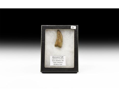 Upper Cretaceous Period, 70-80 million years BP. An Albertosaurus libratus dinosaur tooth from Judith River Formation, Havre,