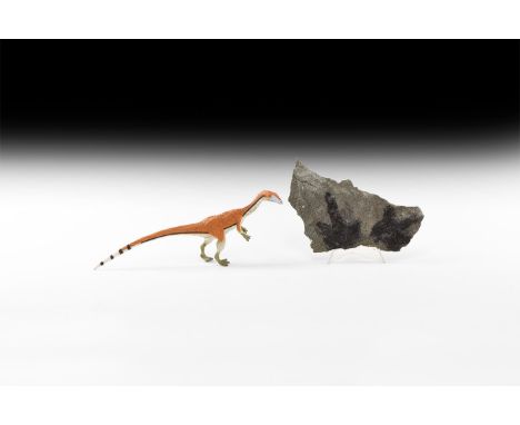 Early Jurassic Period, Lower Lias Stage, 200-195 million years BP. Matrix with theropod (carnivorous dinosaur) Coelophysis sp