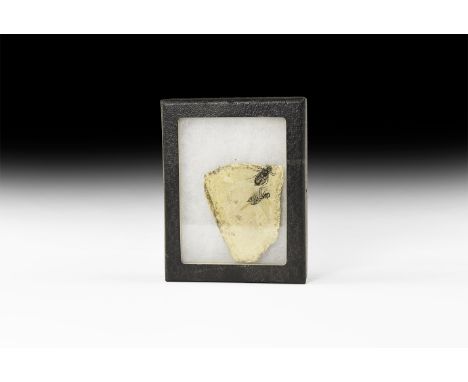 Miocene Period, 23-5.3 million years BP. A mortality insect plate with two dragonfly nymphs, Libelluladoris sp. (dragonfly “s