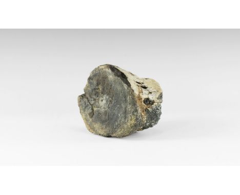 Upper Cretaceous Period (Campanian), 76-75 million years BP. A large Lambeosaurus sp. dinosaur fossil vertebra, from the Judi
