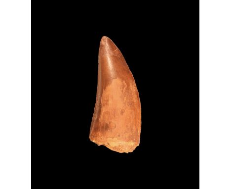 Cretaceous Period, 145-65 million years BP. A dinosaur tooth, Carcharodontosaurus saharicus (African T-rex) from the Tegana f