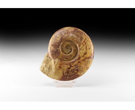 Middle Jurassic, Inferior Oolite, 174-166 million years BP. A large British Euhoploceras modestum (Buckman) fossil ammonite f