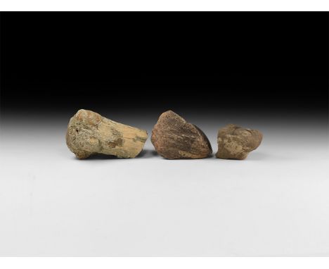Upper Cretaceous Period, 70-80 million years BP. A group of three fossil dinosaur bone sections comprising: Hadrosaur leg bon