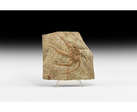 Ordovician Period, 485-444 million years BP. A matrix displaying a large Brittlestars Ophiura sp. from the Kataoua formation 