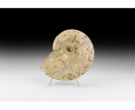 Cretaceous Period, Albian Stage, 113-100 million years BP. A natural iridescent shell Cleoniceras besairiei ammonite, from Ma