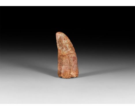 Cretaceous Period, 145-65 million years BP. A large tooth of Bahariasaurus ingens a mid-sized carnivore, from the Tegana Form