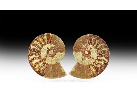Cretaceous Period, Albian Stage, 113-100 million years BP. A large cut and polished Cleoniceras sp. ammonite from Madagascar,