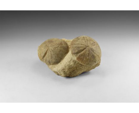 Jurassic Period, Inferior Oolite, Bajocian Stage,168 million years BP. Two fossil Clypeus ploti, sea urchin, displayed togeth