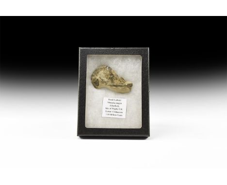 Early Cretaceous Period, 146-100 million years BP. A fossil lobster Meyeria magna from the Lower Lobster Beds, Atherfield Poi