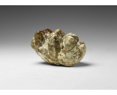Miocene Period, 28-5 million years BP. A mastodon tooth Mammutid americanum from the American Great Lakes region in North Ame