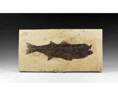 Eocene Period, 50 million years BP. A large fossil specimen of the Notogoneus osculus fish from the Green River Formation, Li