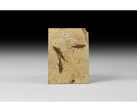 Eocene Period, 58-36 million years BP. Three Knightia alta fossil fish from Wyoming (Green River Formation), USA, in matrix. 