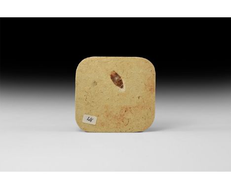 Lower Cretaceous Period, 120 million years BP. A fossil cockroach in matrix from the world-famous Crato Formation in Brazil. 