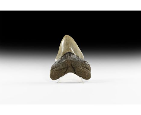 Pliocene Period, 5.2 - 2.5 million years BP. A large Carcharocles megalodon shark tooth from Georgia, USA. 200 grams, 12cm (4
