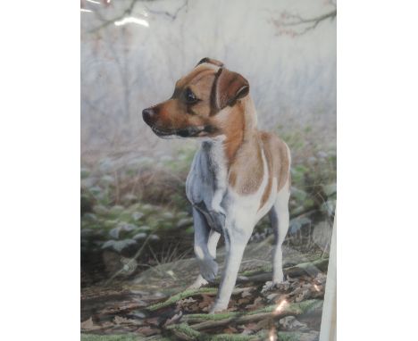 A print after Nigel Artingstall 'On the Scent' Jack Russell Terrier interest, signed and number 35/195