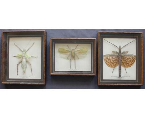 Taxidermy - Katydid, Papua New Guinea, Siliquofera Grandis, 13.5cm long, together with two other framed and glazed insect spe