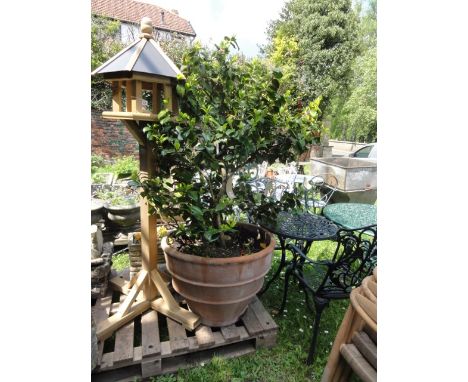 A large contemporary terracotta planter of circular ribbed and tapered form, planted with a well established Camellia