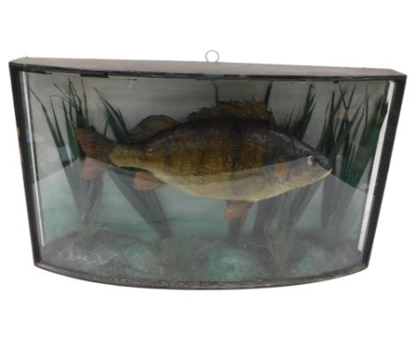 Taxidermy. A perch, in an ebonised and curved glass fronted case, the interior with a riverbed and grass effect, 59cm wide.