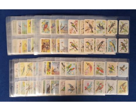 Trade cards, Tuckfield's, Australiana, Bird Series, 'M' size (set, 384 cards) (vg)