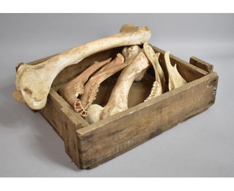A Vintage Wooden Box Containing Camel Bones 