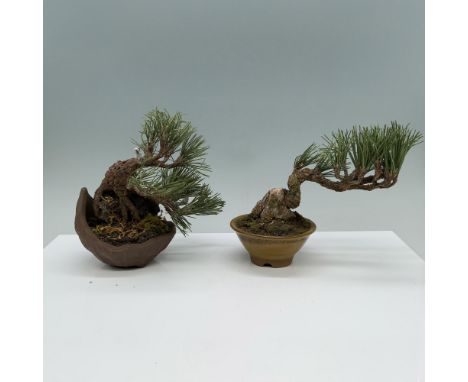A pair of ceramic bonsai trees planted in earth-toned pots, nestled in mossy soil for a natural and serene display. Dimension