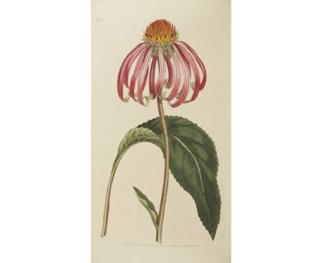 CURTIS, WILLIAMTHE BOTANICAL MAGAZINE; OR, FLOWER-GARDEN DISPLAYED In which the most Ornamental Foreign Plants, cultivated in