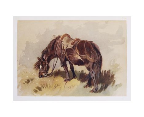 THORBURN, ARCHIBALDA NATURALIST'S SKETCH BOOK London: Longmans, Green, 1919. First edition, 4to, 36 plain and 24 coloured pla