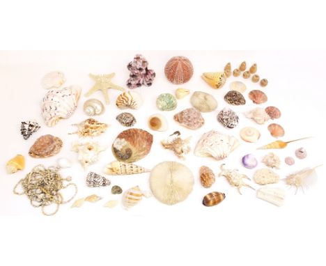 A collection of mixed sea shells, varying sizes and types of shell, iridescent examples, inc. mother of pearl snail shell etc