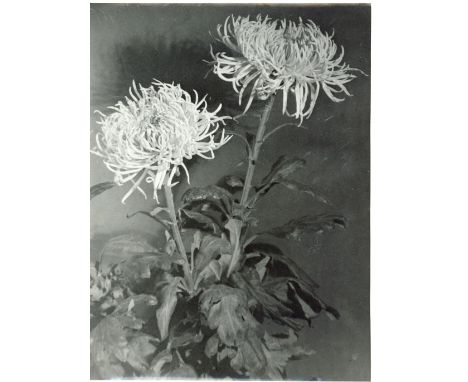 OTTO BECKER &amp; HEINRICK MAASS (working 1893-1938) and others, Flowers, a collection of vintage modernist gelatin silver pr