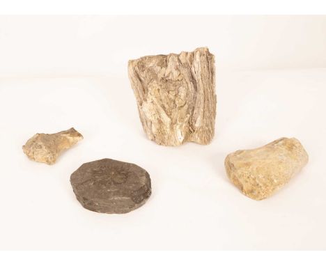 A petrified wood tree trunk fossil, a fossilized flower, etc.