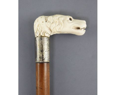 An Edwardian malacca walking stick with carved ivory dogs head handle silver banded 34.5in.