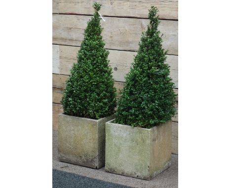 Pair light stone effect square garden planters, planted with shrubs