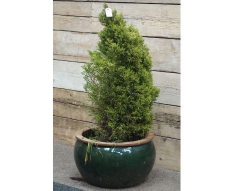 Large moss green glazed planter, planted with shrub
