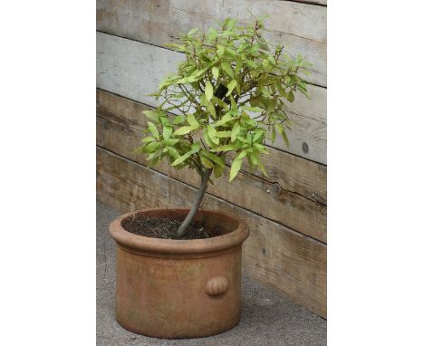 Circular terracotta planter with handled, planted