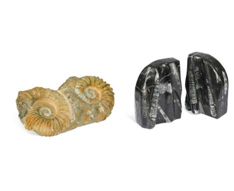 A double ammonite fossil, 22.5cm wide; together with a pair of marble bookends with orthoceras and goniatite inclusions, Devo