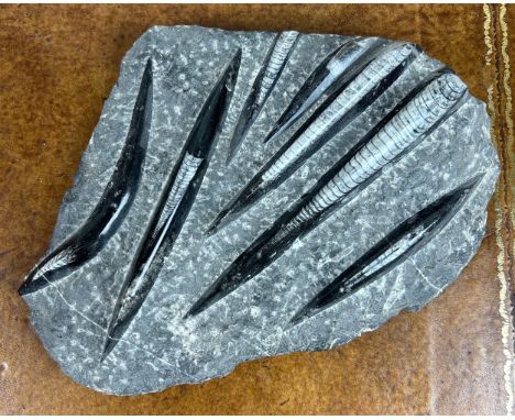 A DECORATIVE ORTHOCERAS GREY FOSSIL DISPLAY IN MATRIX, 32cm x 24cm 