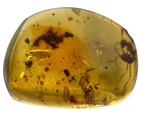 A FOSSIL ANT IN DINOSAUR AGED AMBER,A large ant, alongside the head and parts of multiple other insects. From the amber mines