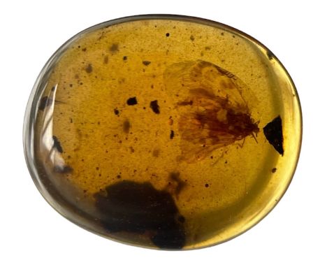 A WINGED INSECT FOSSIL IN DINOSAUR AGED AMBERA clear amber gem containing a very detailed moth, with wing patterning clearly 