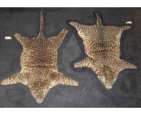 A pair of early 20th Century Leopard Cub rugs, half heads on blue felt backing, unnamed   CONDITION REPORTS  The first rug to