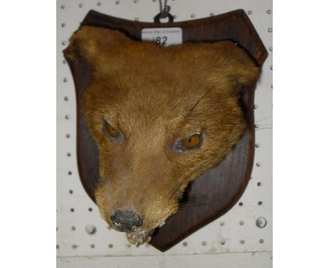 A stuffed and mounted fox mask on shield shaped mount, a mounted ram's horn (formerly lamp) and a pair of mounted roe deer an
