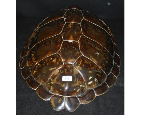 A Green Turtle Shell or Carapace bearing label inscribed "Farmed green Turtle................. Mariculture Ltd.... Grand Caym
